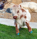 Load image into Gallery viewer, Churro - WEANED Mid Size Bull/Steer
