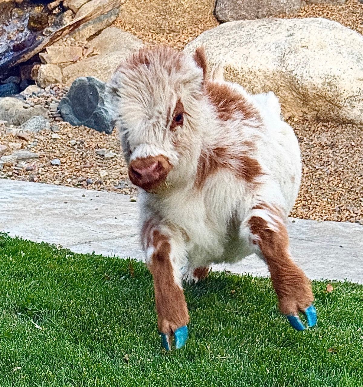 Churro - WEANED Mid Size Bull/Steer