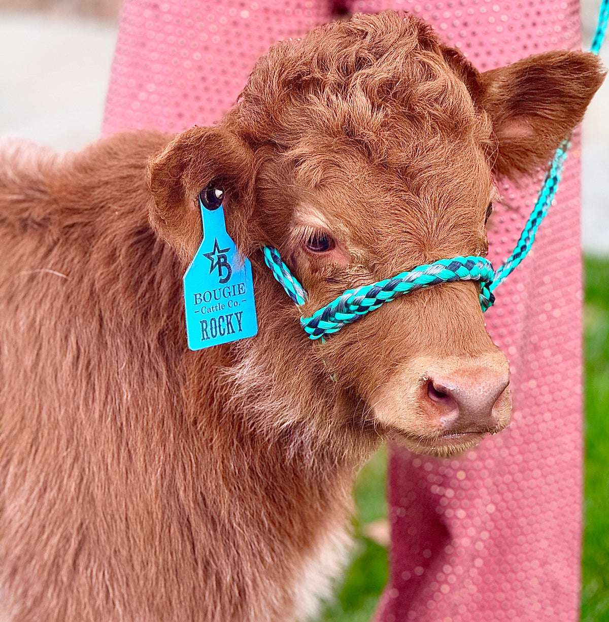 Rocky - Mid-Size Roan Bull/Steer