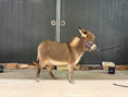 Load image into Gallery viewer, Cookie - Mini Jennet Donkey ($10,000)
