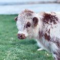 Load image into Gallery viewer, Churro - WEANED Mid Size Bull/Steer
