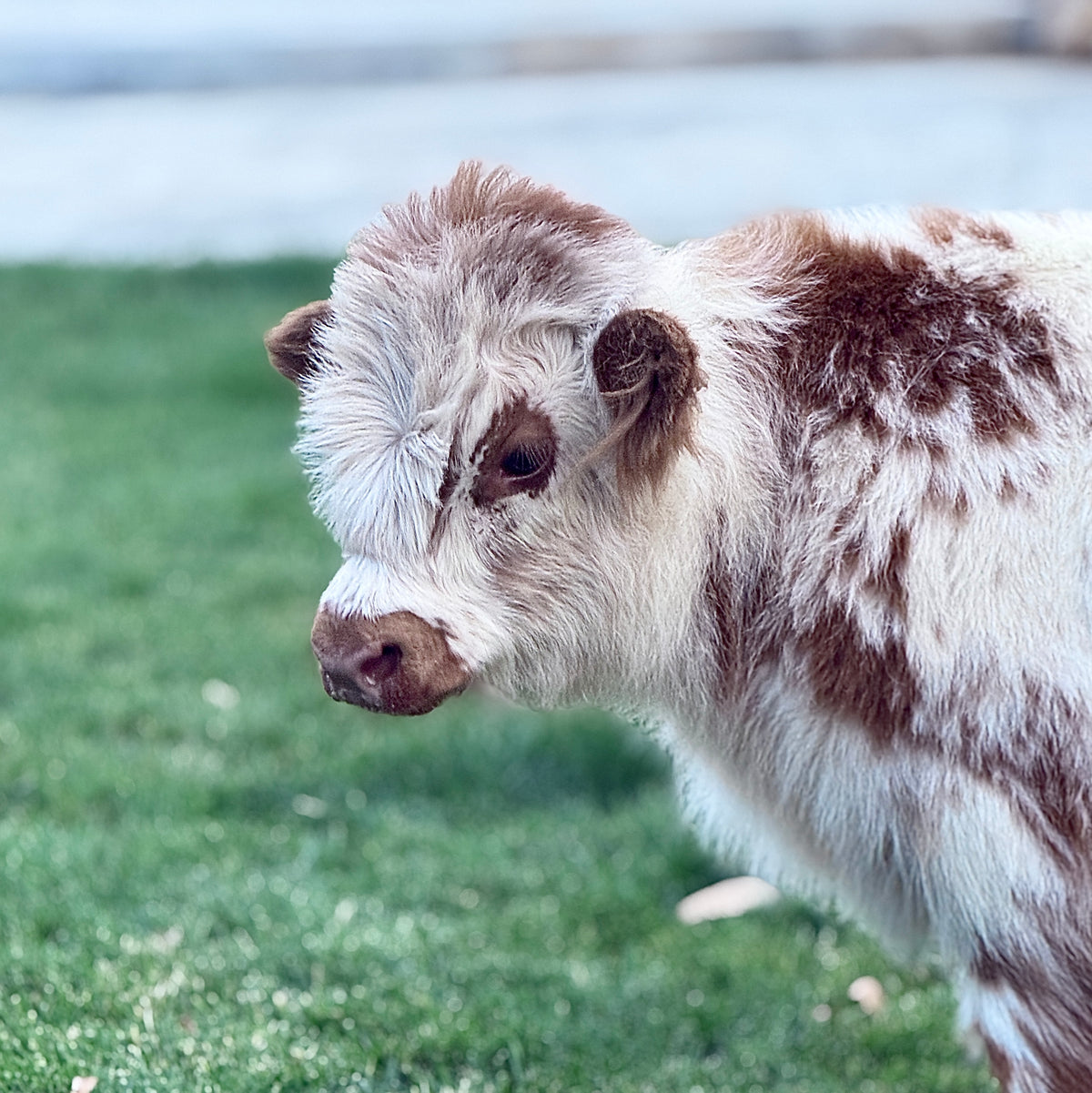 Churro - WEANED Mid Size Bull/Steer