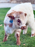 Load image into Gallery viewer, Churro - WEANED Mid Size Bull/Steer
