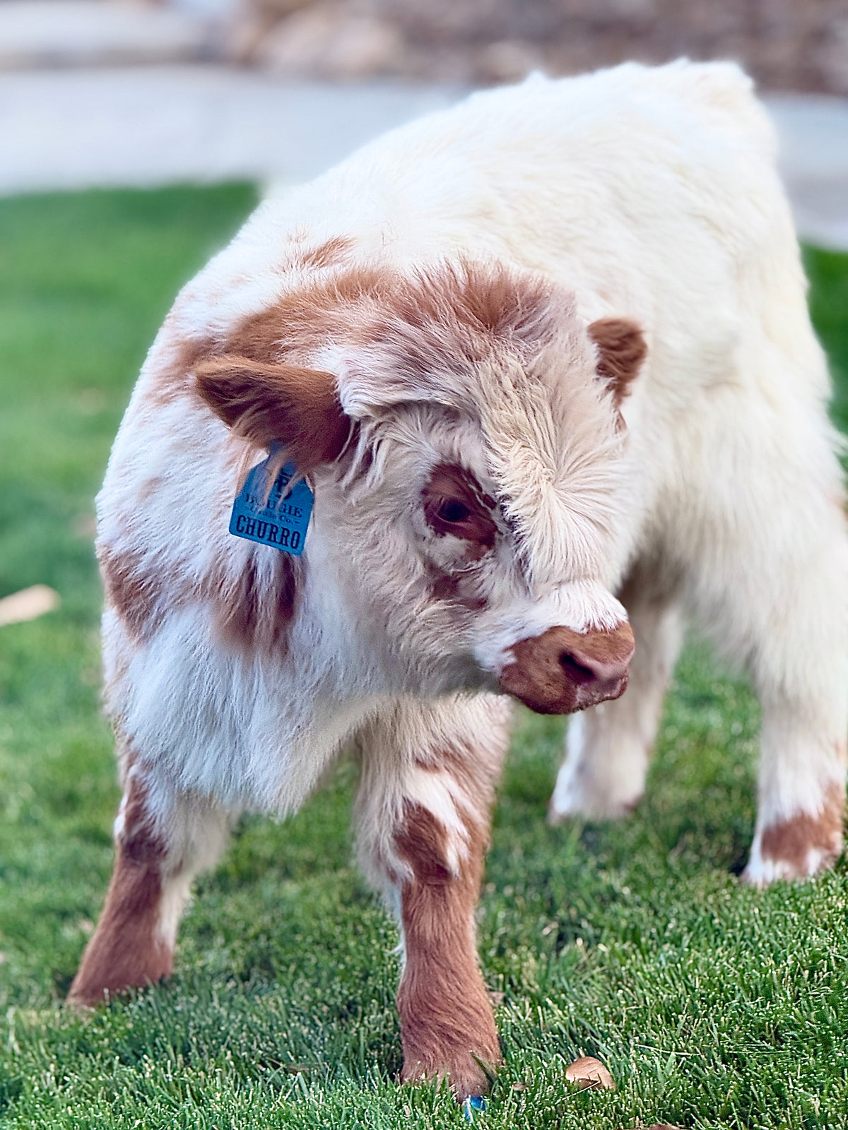 Churro - WEANED Mid Size Bull/Steer