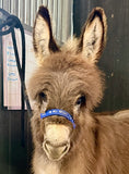 Load image into Gallery viewer, Cookie - Mini Jennet Donkey ($10,000)
