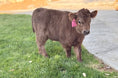 Load image into Gallery viewer, Halo - Micro/Mini Polled Heifer
