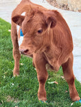 Load image into Gallery viewer, Bucky - Micro/Mini Weaned Polled Steer
