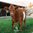 Load image into Gallery viewer, Bucky - Micro/Mini Weaned Polled Steer

