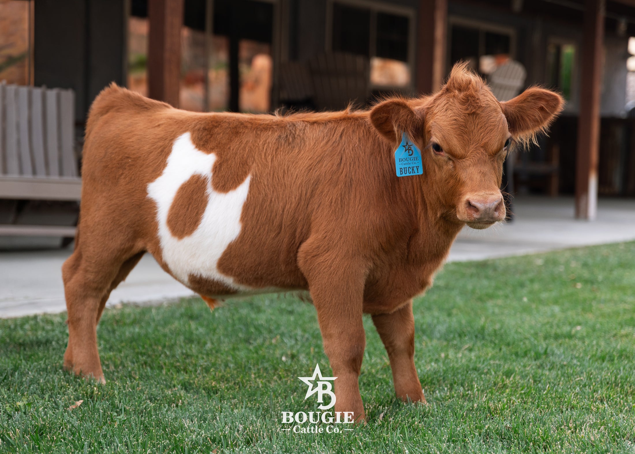Bucky - Micro/Mini Weaned Polled Steer