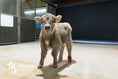 Load image into Gallery viewer, Swag – Mid Size Bull Steer
