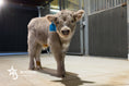 Load image into Gallery viewer, Swag – Mid Size Bull Steer
