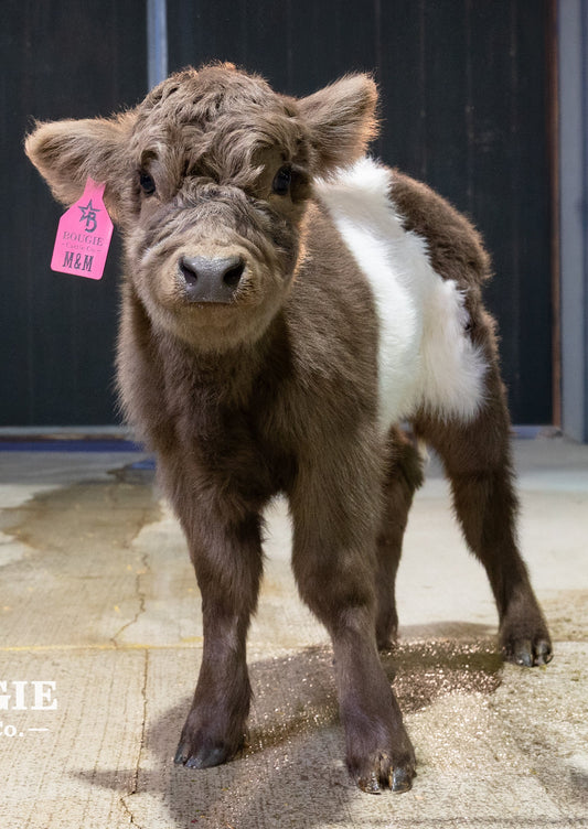 M&M – Mid Size Polled Dun Belted Heifer
