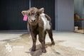 Load image into Gallery viewer, M&M – Mid Size Polled Dun Belted Heifer
