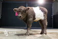 Load image into Gallery viewer, M&M – Mid Size Polled Dun Belted Heifer
