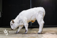 Load image into Gallery viewer, Mushroom – Micro/Mini High-Park Heifer
