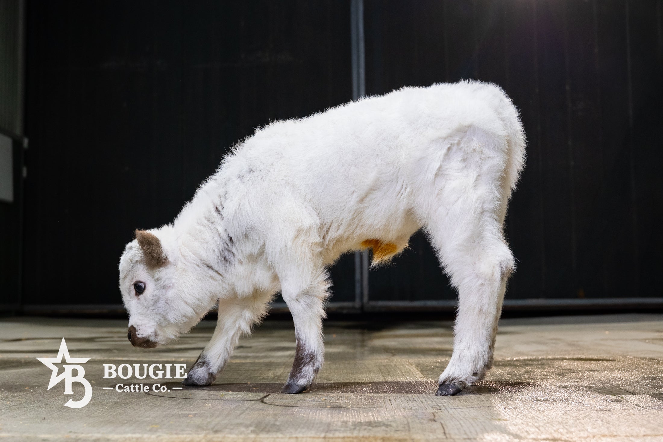 Mushroom – Micro/Mini High-Park Heifer
