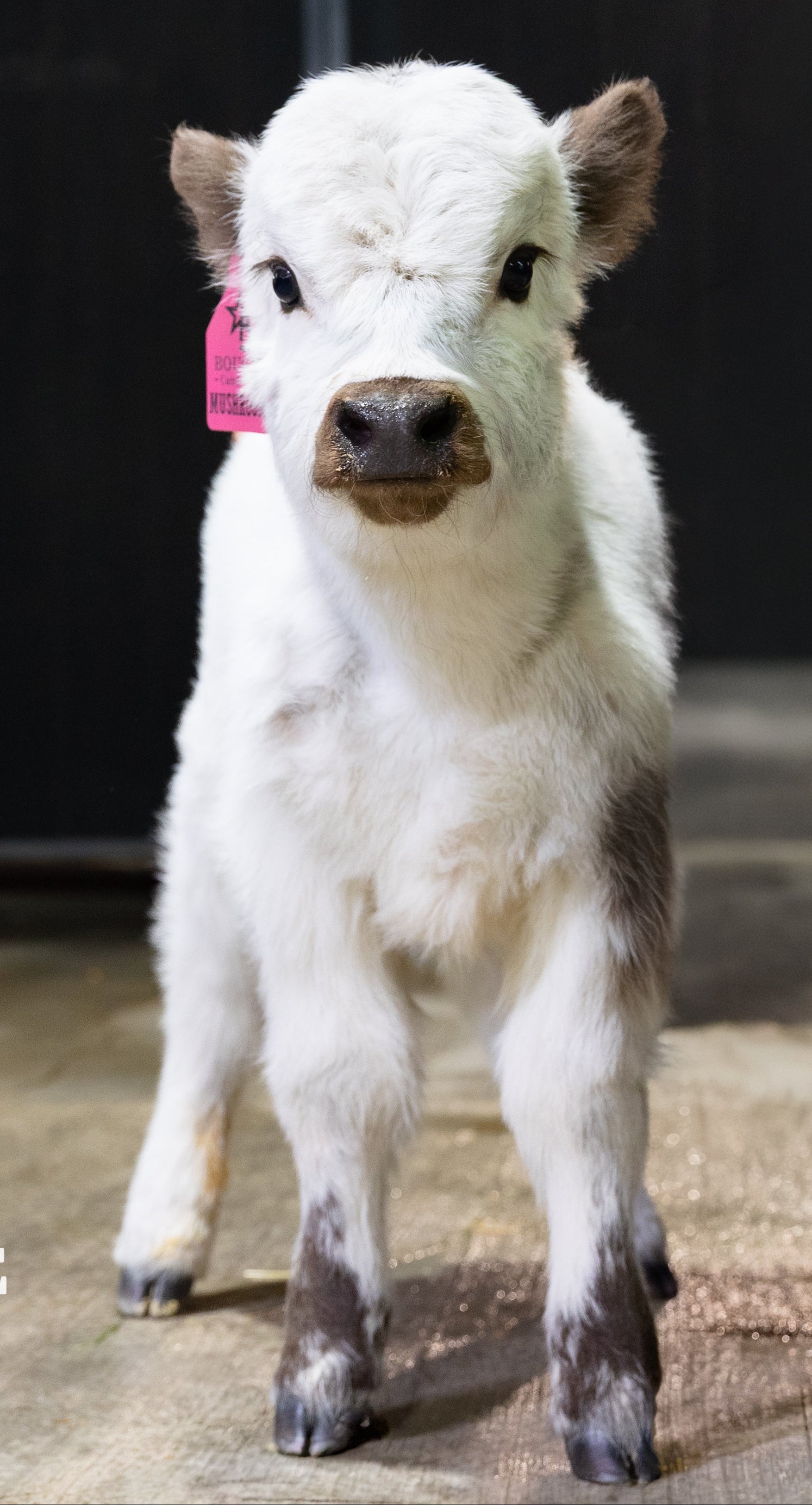 Mushroom – Micro/Mini High-Park Heifer