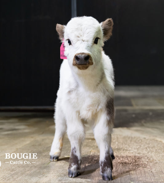 Mushroom – Micro/Mini High-Park Heifer
