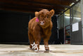 Load image into Gallery viewer, Mocha Mae – Micro / Mini Heifer
