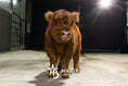 Load image into Gallery viewer, Mocha Mae – Micro / Mini Heifer
