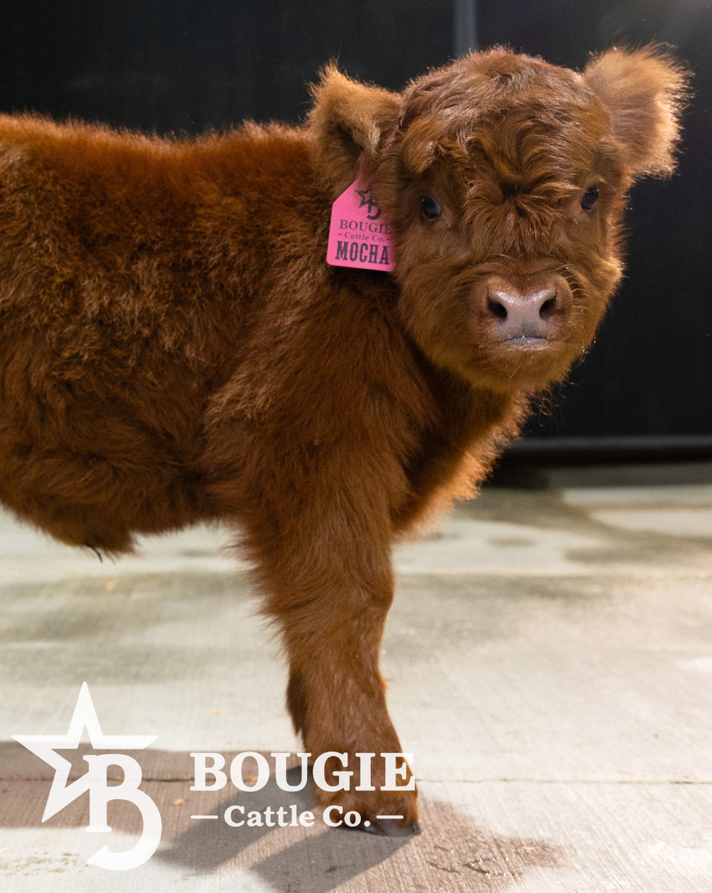 Mocha Mae – Micro / Mini Heifer