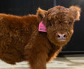 Load image into Gallery viewer, Mocha Mae – Micro / Mini Heifer
