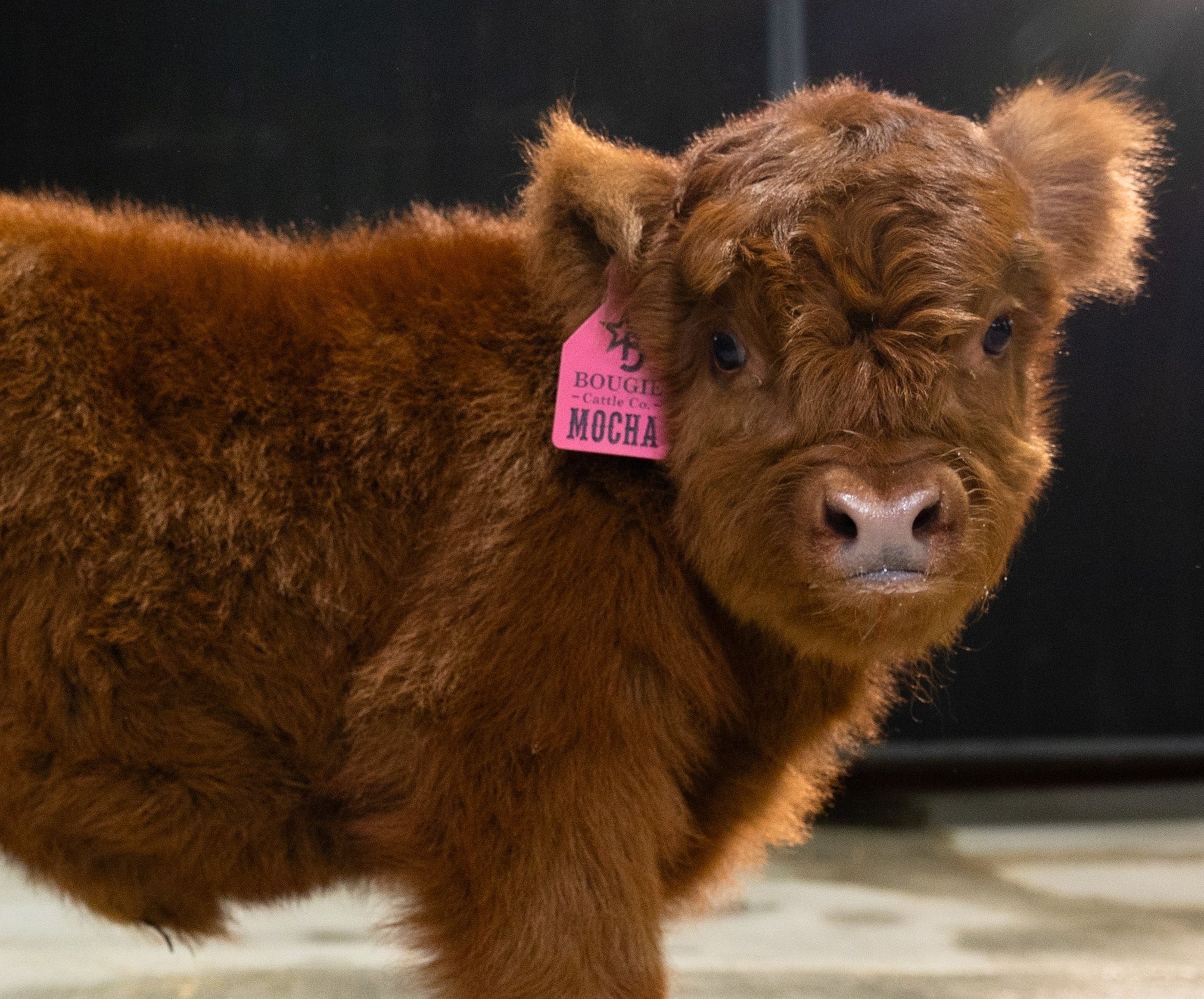 Mocha Mae – Micro / Mini Heifer