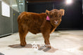 Load image into Gallery viewer, Mocha Mae – Micro / Mini Heifer
