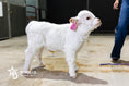 Load image into Gallery viewer, Barbie – Micro/Mini High-Park Heifer
