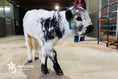 Load image into Gallery viewer, Ozzie 2.0 – Mid Size High Park Bull / Steer
