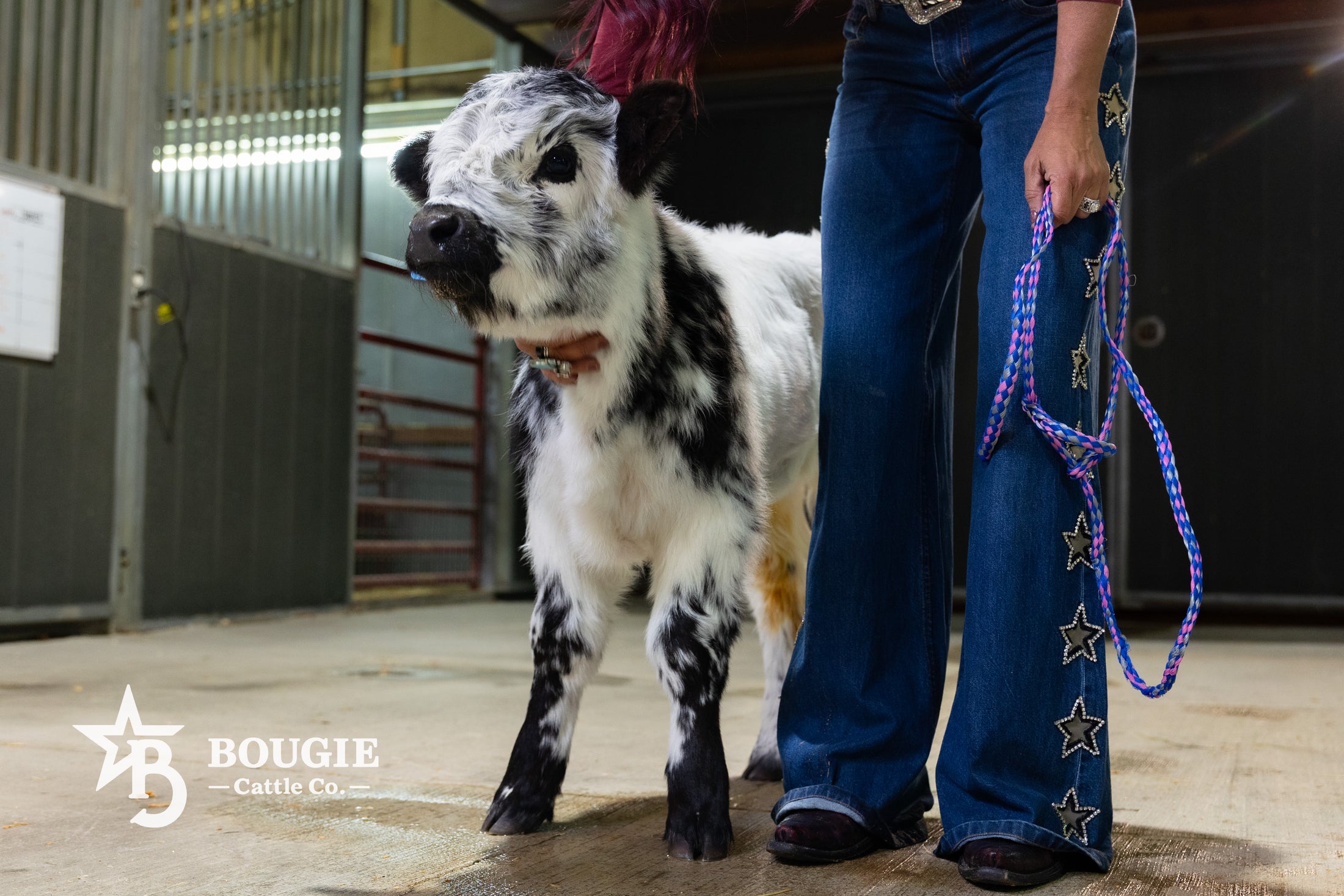 Ozzie 2.0 – Mid Size High Park Bull / Steer