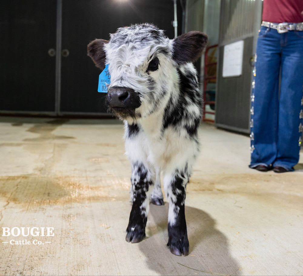 Ozzie 2.0 – Mid Size High Park Bull / Steer