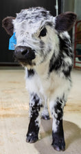 Load image into Gallery viewer, Ozzie 2.0 – Mid Size High Park Bull / Steer
