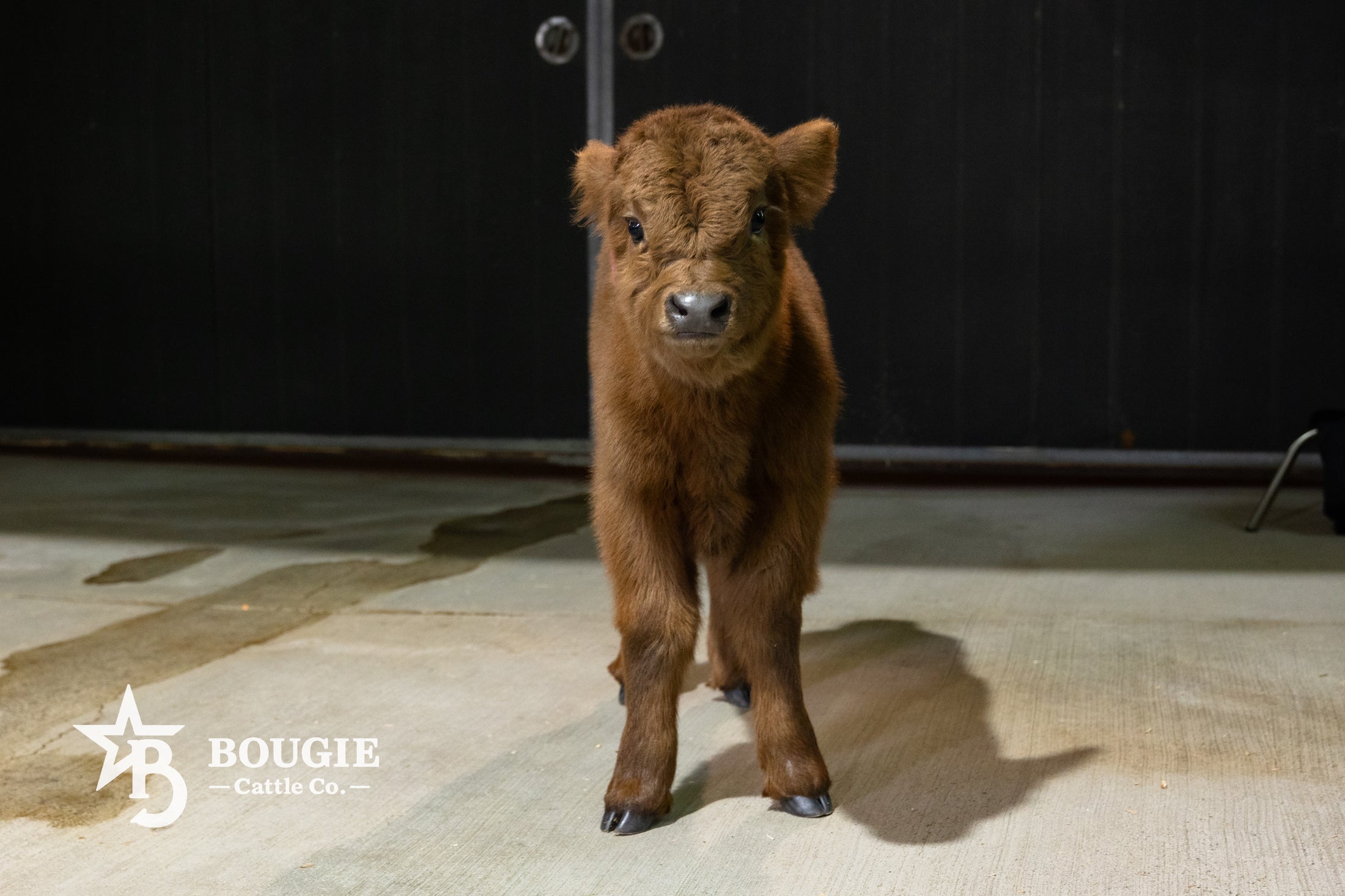 Dixie Dunn – Mid Size Heifer