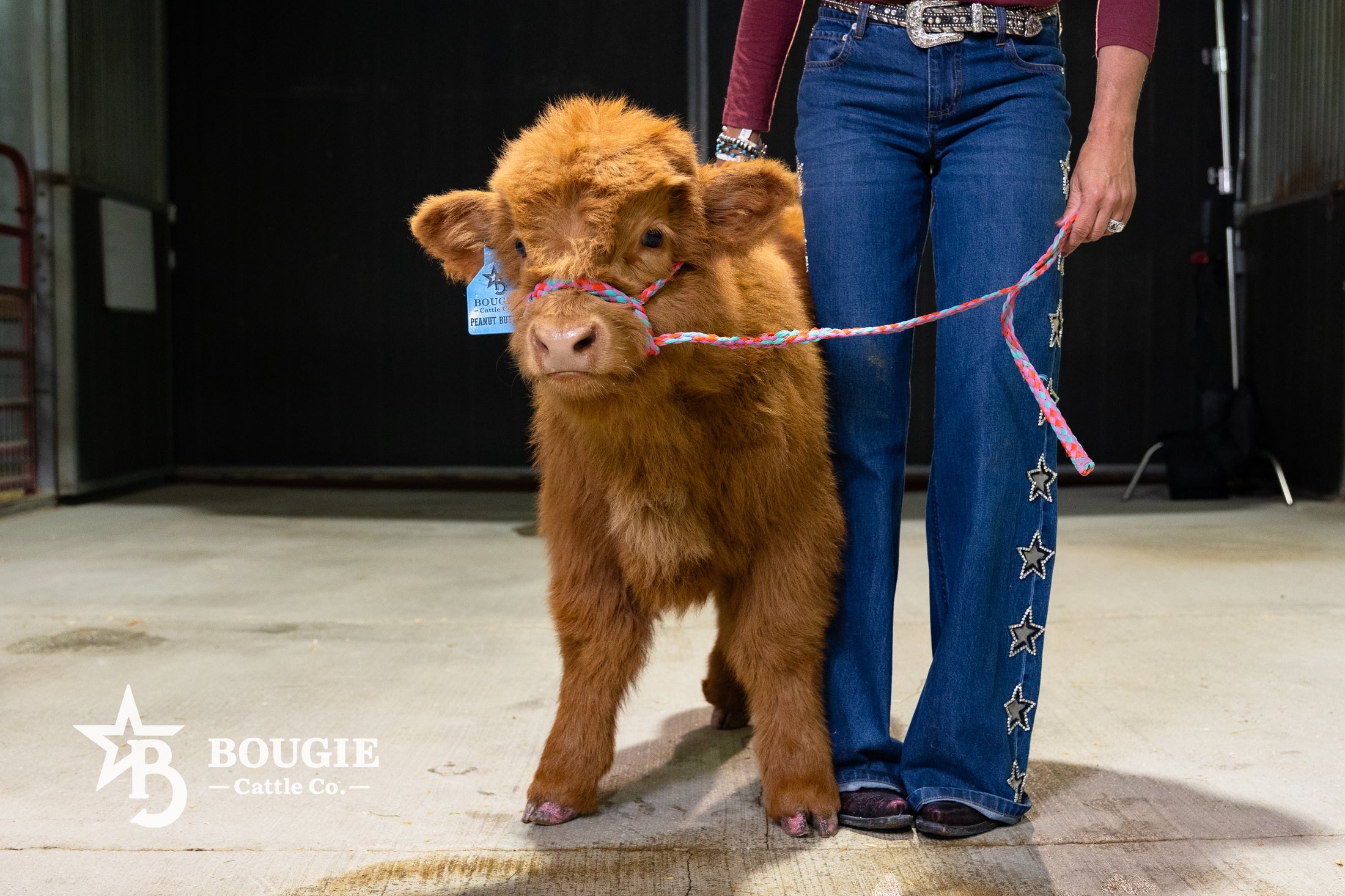 Peanut Butter – Mid-Size High Percentage Highland Bull/Steer