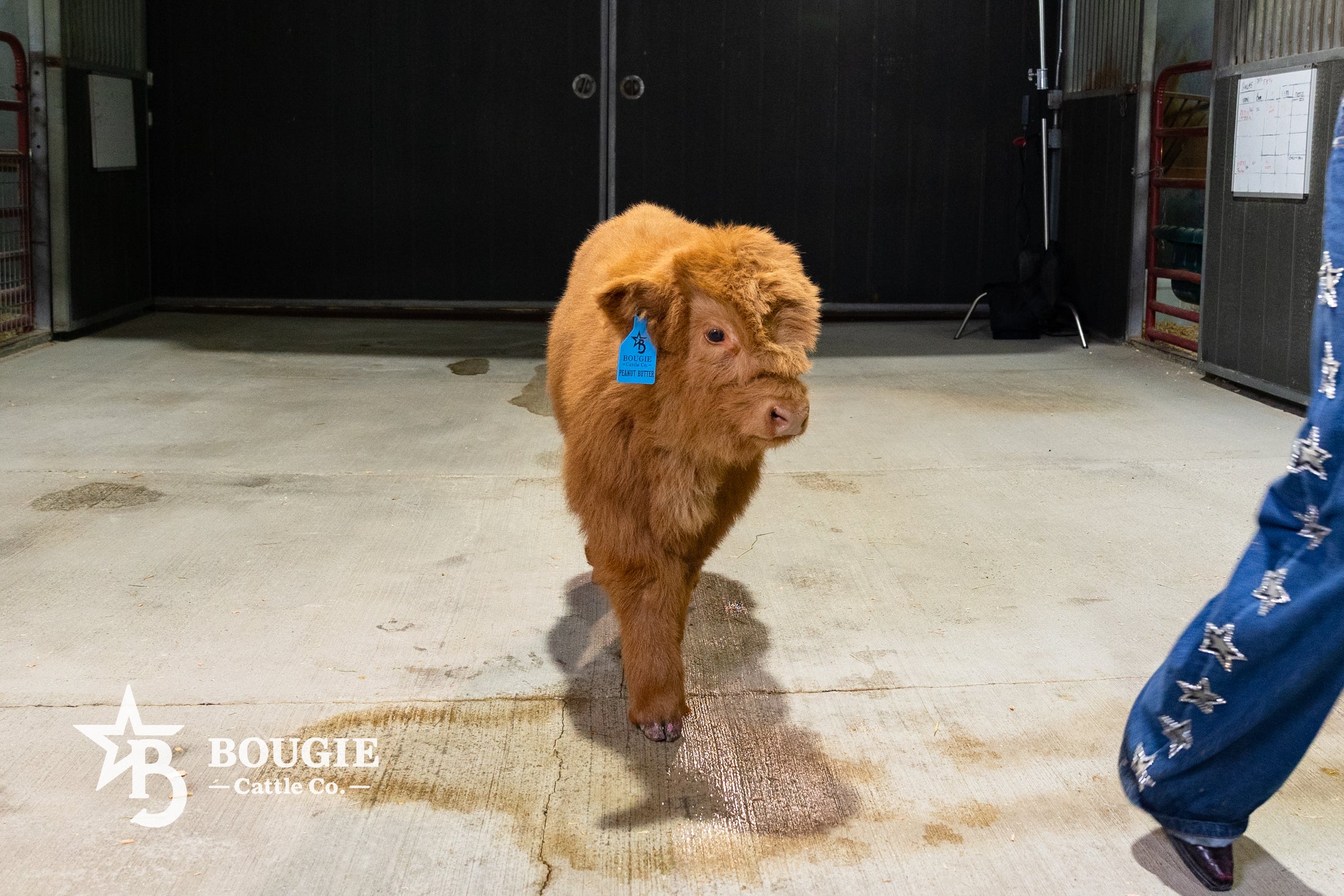 Peanut Butter – Mid-Size High Percentage Highland Bull/Steer