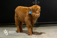 Load image into Gallery viewer, Peanut Butter – Mid-Size High Percentage Highland Bull/Steer
