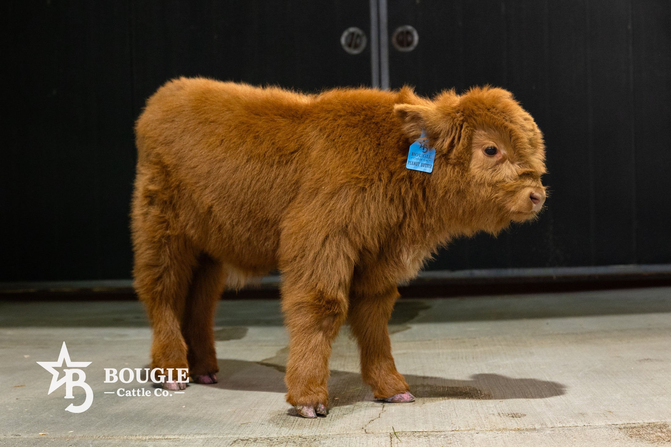 Peanut Butter – Mid-Size High Percentage Highland Bull/Steer