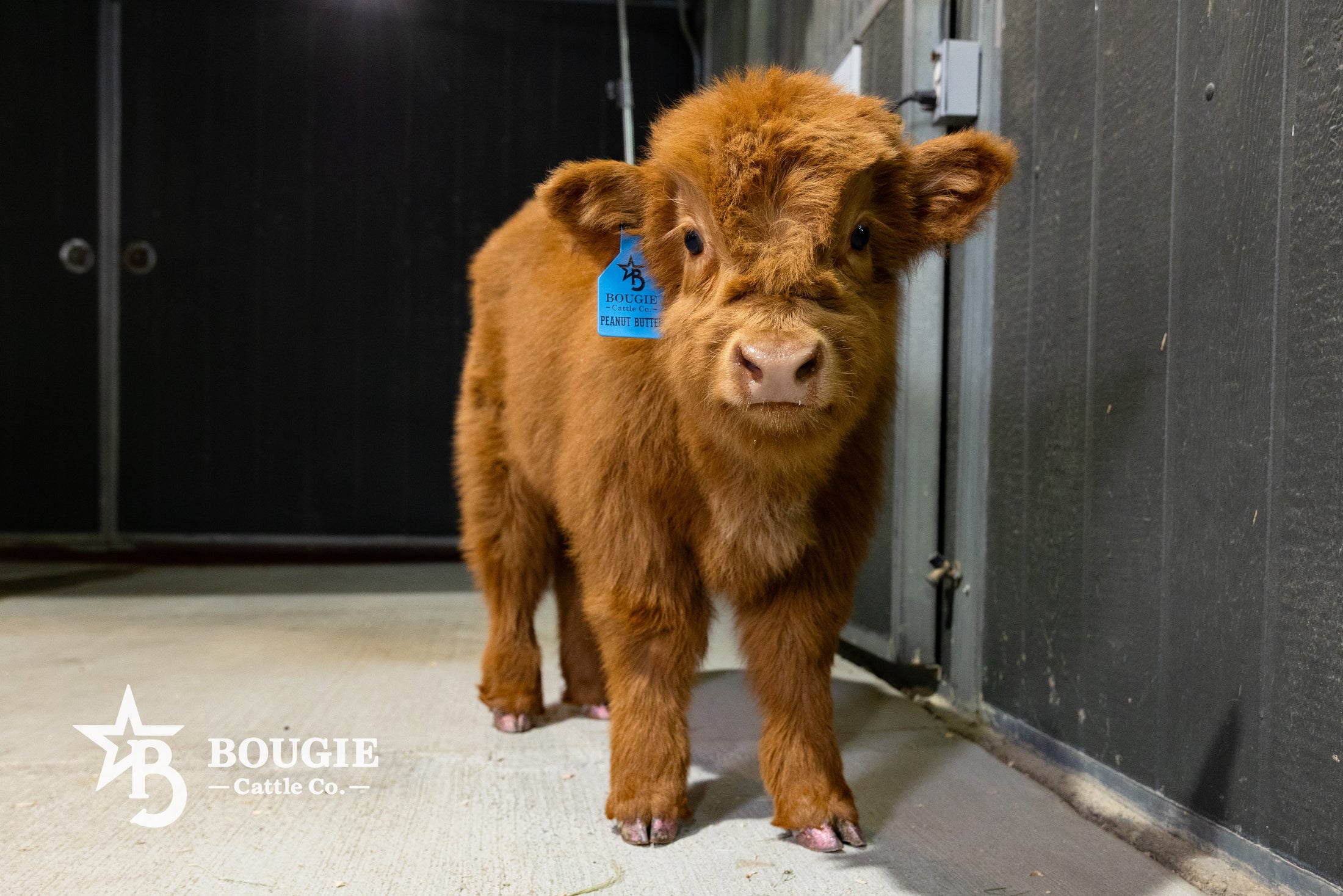 Peanut Butter – Mid-Size High Percentage Highland Bull/Steer