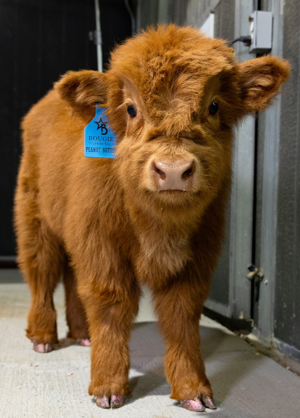 Peanut Butter – Mid-Size High Percentage Highland Bull/Steer