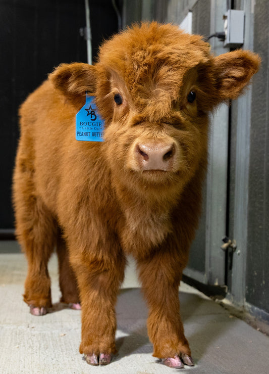 Peanut Butter – Mid-Size High Percentage Highland Bull/Steer