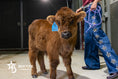 Load image into Gallery viewer, Beau – Mid Bull/Steer
