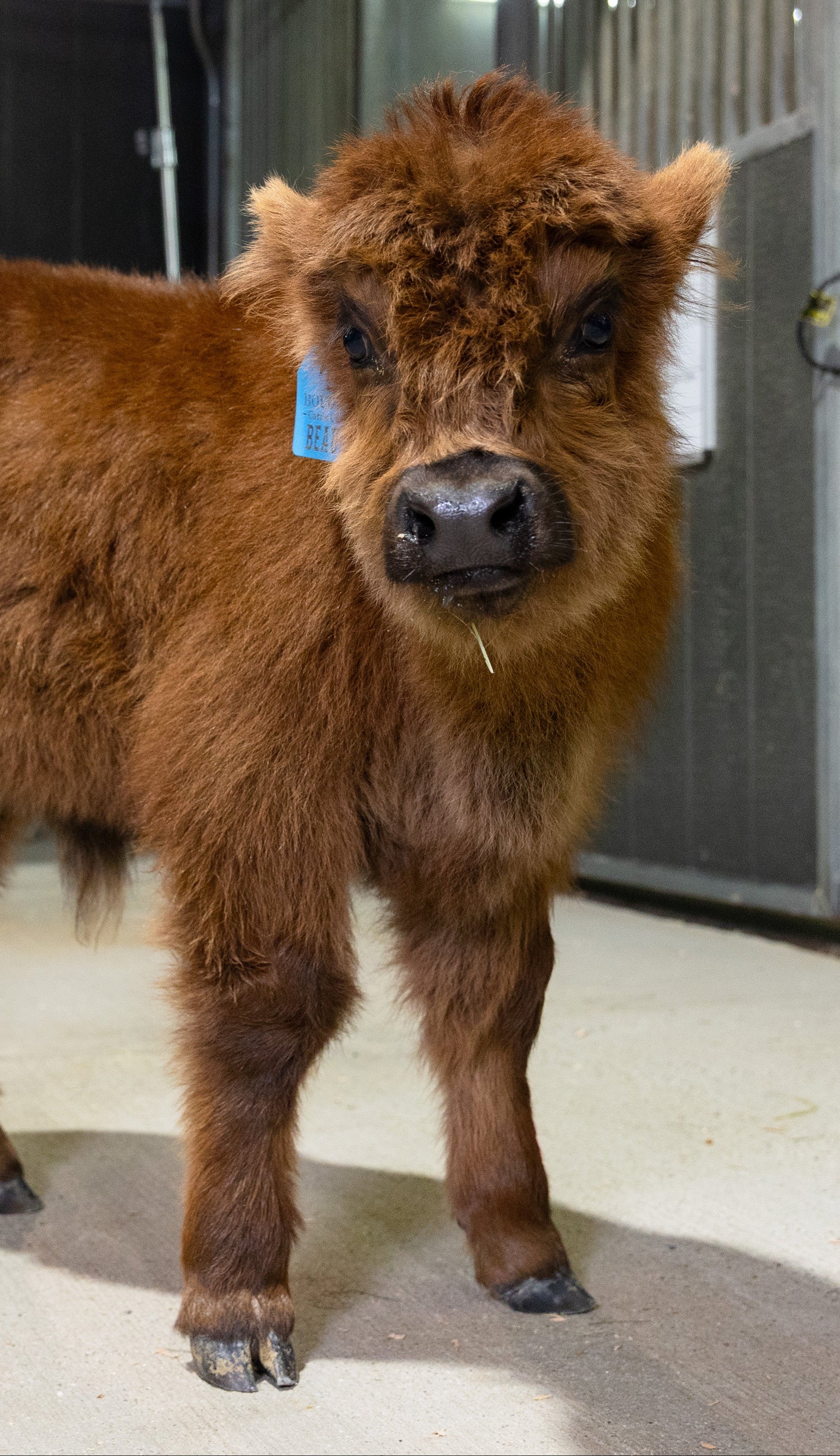 Beau – Mid Bull/Steer