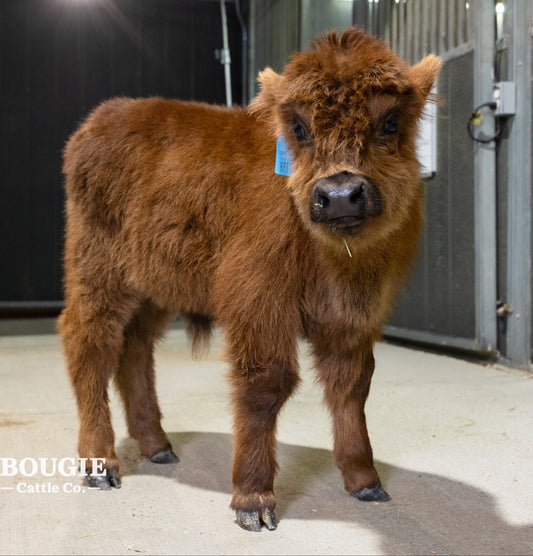 Beau – Mid Bull/Steer