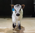 Load image into Gallery viewer, Banks – Mid High-Park Bull/Steer
