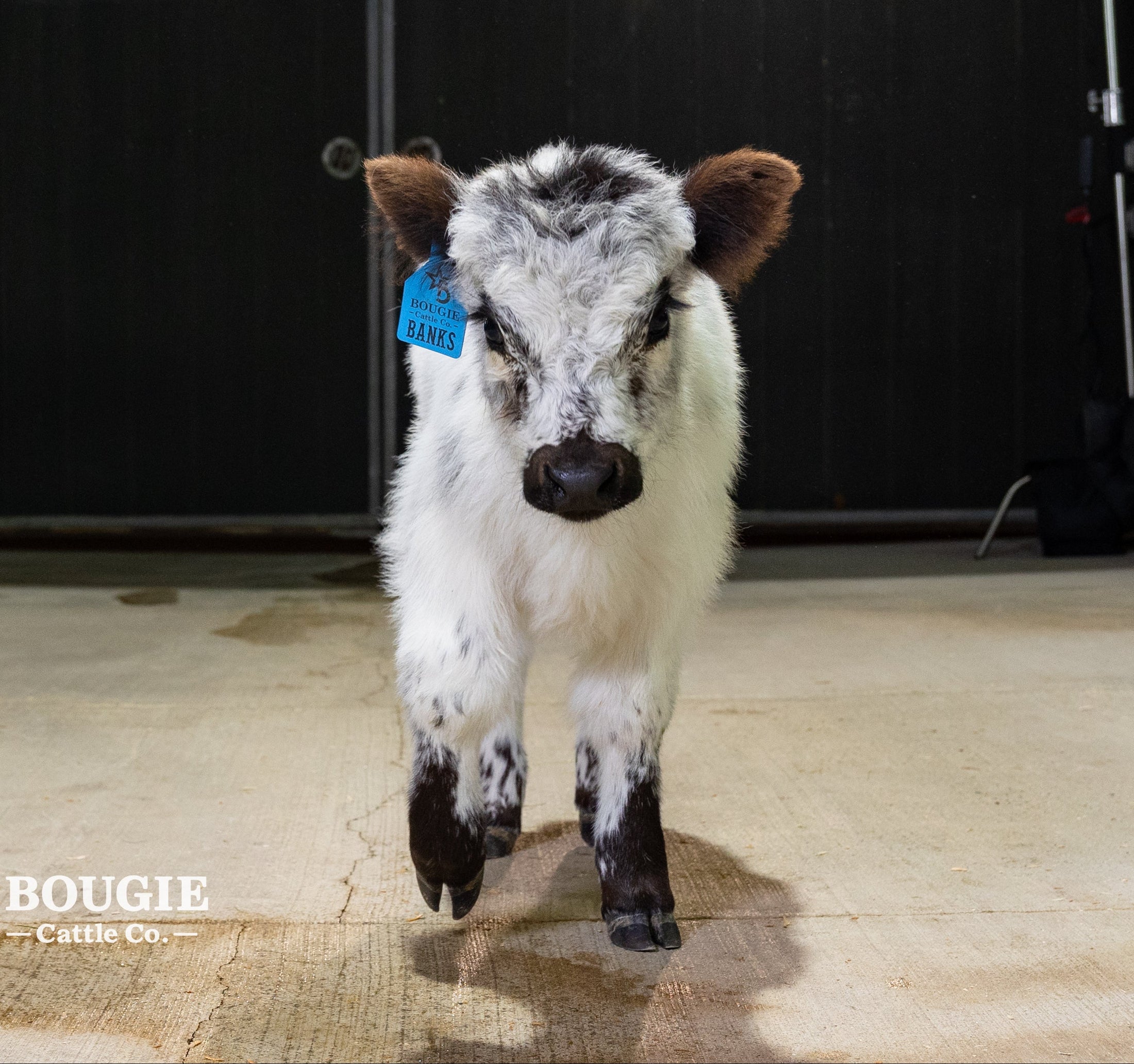 Banks – Mid High-Park Bull/Steer