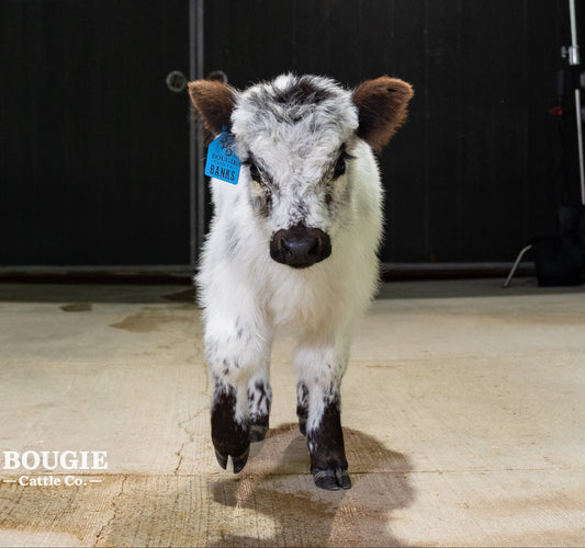 Banks – Mid High-Park Bull/Steer