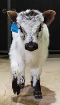 Load image into Gallery viewer, Banks – Mid High-Park Bull/Steer
