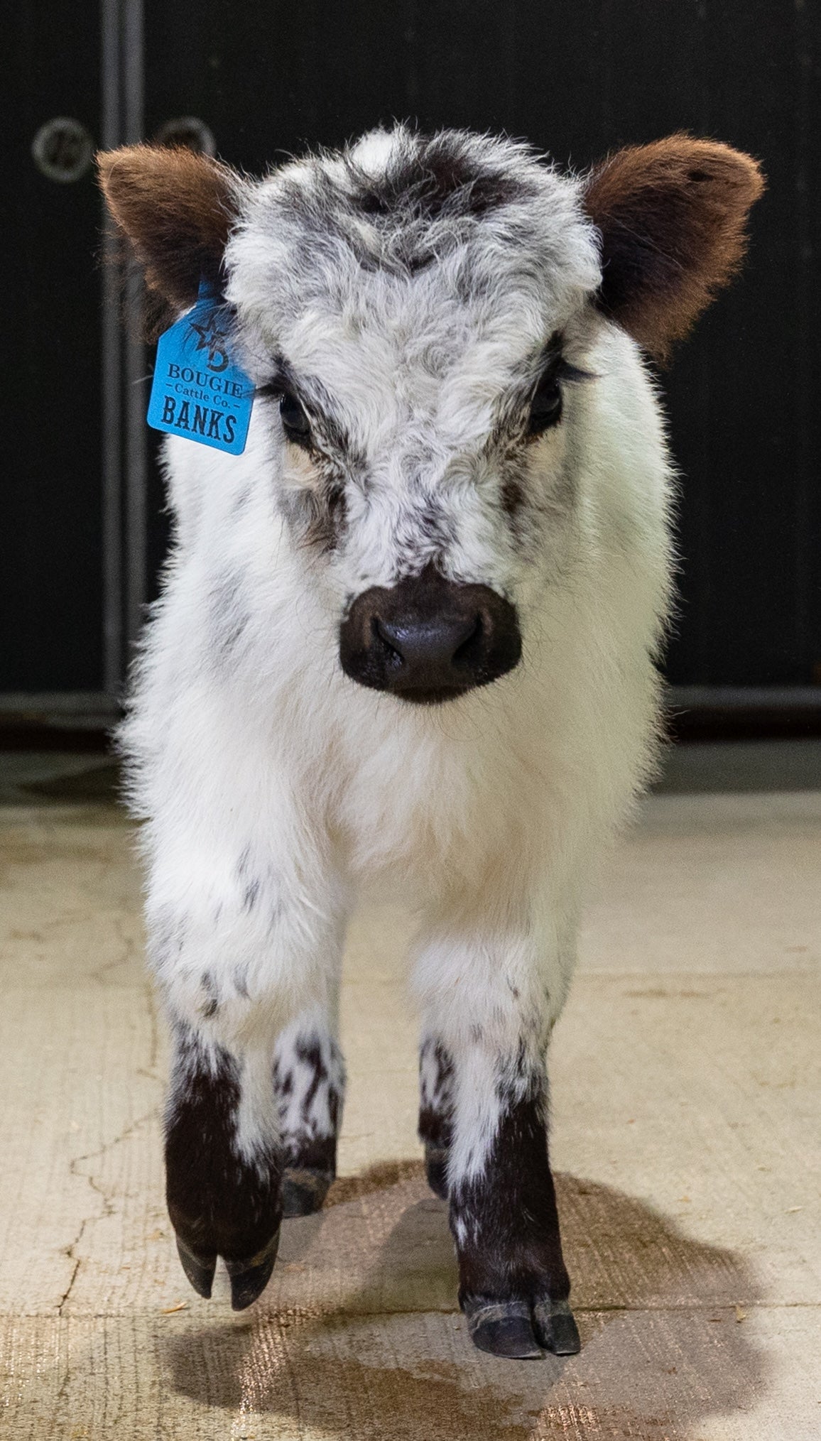 Banks – Mid High-Park Bull/Steer
