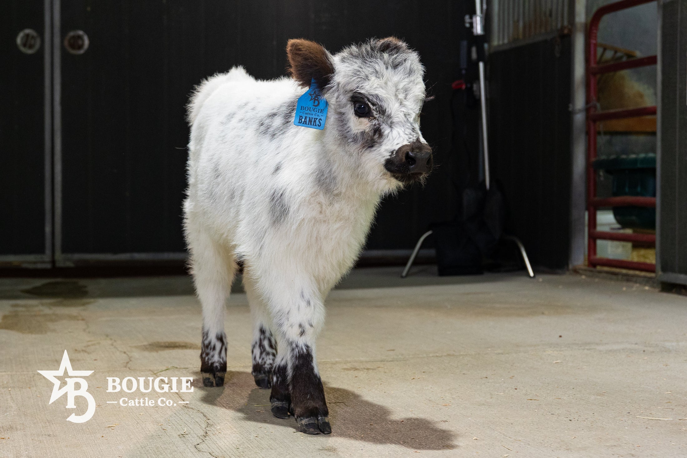 Banks – Mid High-Park Bull/Steer